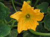 Cucurbita pepo Tarahumara Pumpkin; fleurs-M