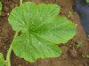 Cucurbita pepo Tarahumara Pumpkin; feuilles