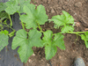 Cucurbita pepo Agua caliente; feuilles