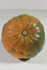 Cucurbita pepo Chinese mini; ombilics