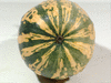 Cucurbita pepo Honeyboat Delicata; ombilics