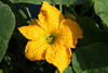 Cucurbita pepo Gill's Golden Pippin; fleurs-M