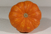 Cucurbita pepo F1 Lil' Orange-Mon; ombilics