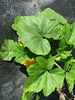 Cucurbita pepo (F1) Small Fancy; feuilles