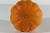 Cucurbita pepo (F1) Small Fancy; ombilics