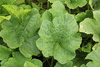 Cucurbita pepo F1 Stripetti; feuilles