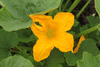 Cucurbita pepo Maskacik; fleurs-M