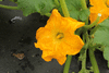 Cucurbita pepo Sunlight; fleurs-M