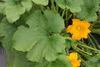 Cucurbita pepo Sunlight; feuilles