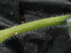 Cucurbita moschata Musquée de Provence; tiges