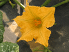 Cucurbita moschata Musquée de Provence; fleurs-F
