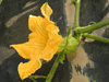 Cucurbita moschata Musqu�e de Provence; fleurs-F