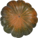 Cucurbita moschata Musquée de Provence; ombilics