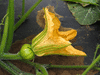 Cucurbita moschata Musquée de Provence; fleurs-F