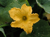 Cucurbita moschata Musque de Provence; fleurs-M