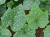 Cucurbita moschata Musquée de Provence; feuilles