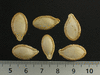 Cucurbita moschata Musquée de Provence; graines