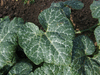 Cucurbita moschata Pleine de Naples; feuilles