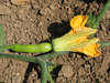 Cucurbita moschata Pleine de Naples; fleurs-F