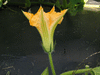 Cucurbita moschata Pleine de Naples; fleurs-M