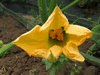 Cucurbita moschata Pleine de Naples; fleurs-F