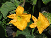 Cucurbita moschata Pleine de Naples; fleurs-M