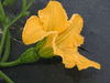 Cucurbita moschata Sucrine du Berry; fleurs-F