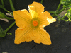 Cucurbita moschata Sucrine du Berry; fleurs-F