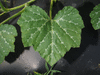 Cucurbita moschata Trompe d'Albenga; feuilles