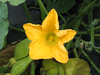 Cucurbita moschata Trompe d Albenga; fleurs-M