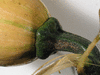 Cucurbita moschata Trompe d'Albenga; pedoncules