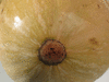 Cucurbita moschata Trompe d'Albenga; ombilics