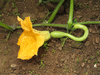 Cucurbita moschata Trompe d'Albenga; fleurs-F