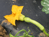 Cucurbita moschata Courge de Nice à fruits longs; fleurs-F
