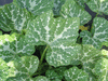 Cucurbita moschata Courge de Nice à fruits longs; feuilles