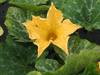 Cucurbita moschata Courge de Nice à fruits longs; fleurs-M