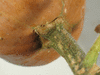 Cucurbita moschata Courge de Nice à fruits longs; pedoncules