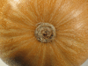Cucurbita moschata Courge de Nice à fruits longs; ombilics