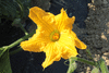 Cucurbita moschata Courge de Nice à fruits longs; fleurs-F