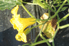 Cucurbita moschata Courge de Nice à fruits longs; fleurs-M