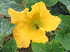 Cucurbita moschata Futsu black rinded; fleurs-F