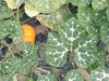 Cucurbita moschata Futsu black rinded; feuilles