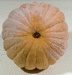 Cucurbita moschata Futsu black rinded; ombilics