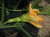 Cucurbita moschata F1 Butter boy; fleurs-F