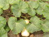 Cucurbita moschata F1 Butter boy; feuilles