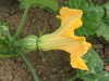 Cucurbita moschata F1 Giraumon Martinica; fleurs-F