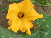 Cucurbita moschata F1 Giraumon Martinica; fleurs-F