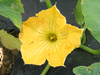 Cucurbita moschata Long Island cheese; fleurs-M