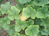 Cucurbita moschata Long Island cheese; feuilles