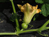 Cucurbita moschata Long Island cheese; fleurs-F